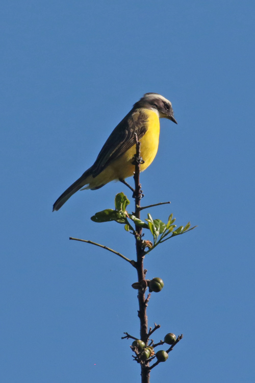 Social Flycatcher